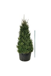 Weißtanne Picea abies