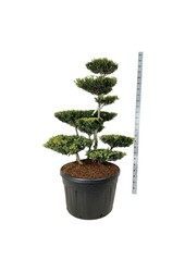 Ilex crenata Green Lustre