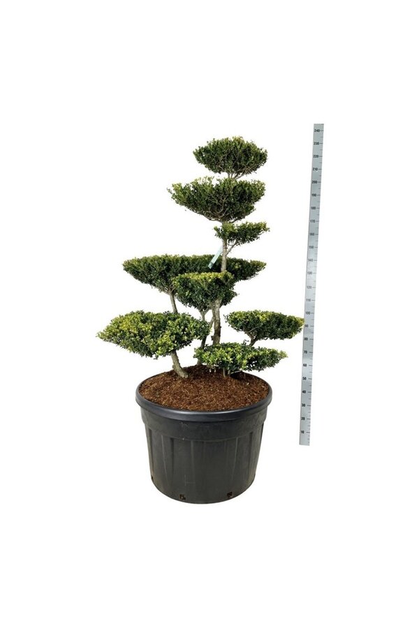 Ilex crenata Green Lustre