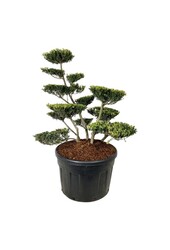 Ilex crenata Green Lustre