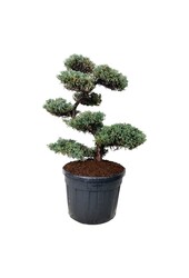 Zypresse Juniperus Blue Carpet