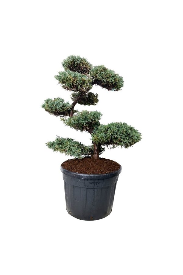 Zypresse Juniperus Blue Carpet