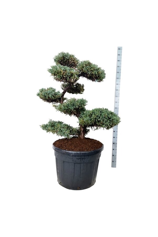 Zypresse Juniperus Blue Carpet