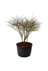 Pfaffenhütchen Euonymus alatus