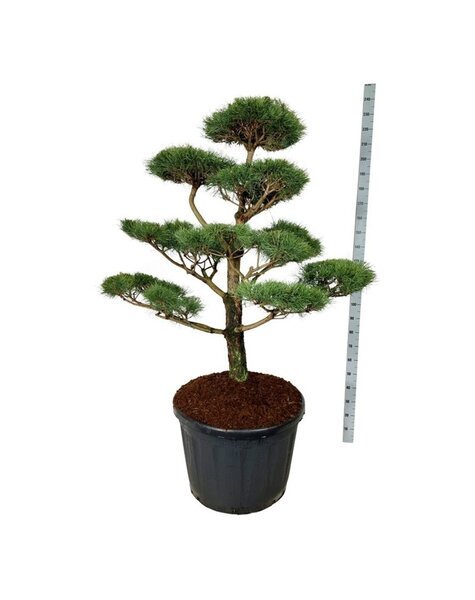 Pinus
