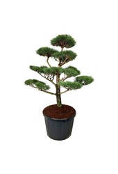 Kiefer Pinus nigra nigra