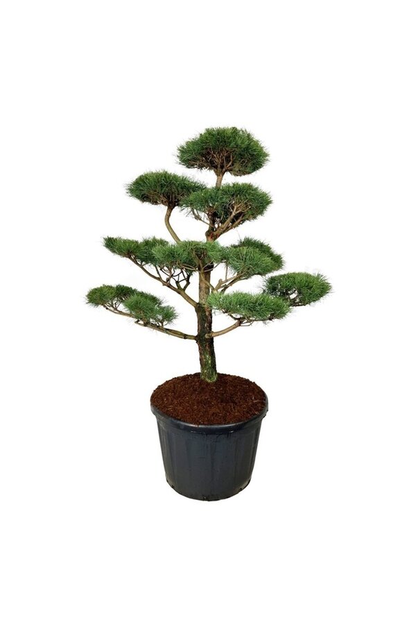 Kiefer Pinus nigra nigra