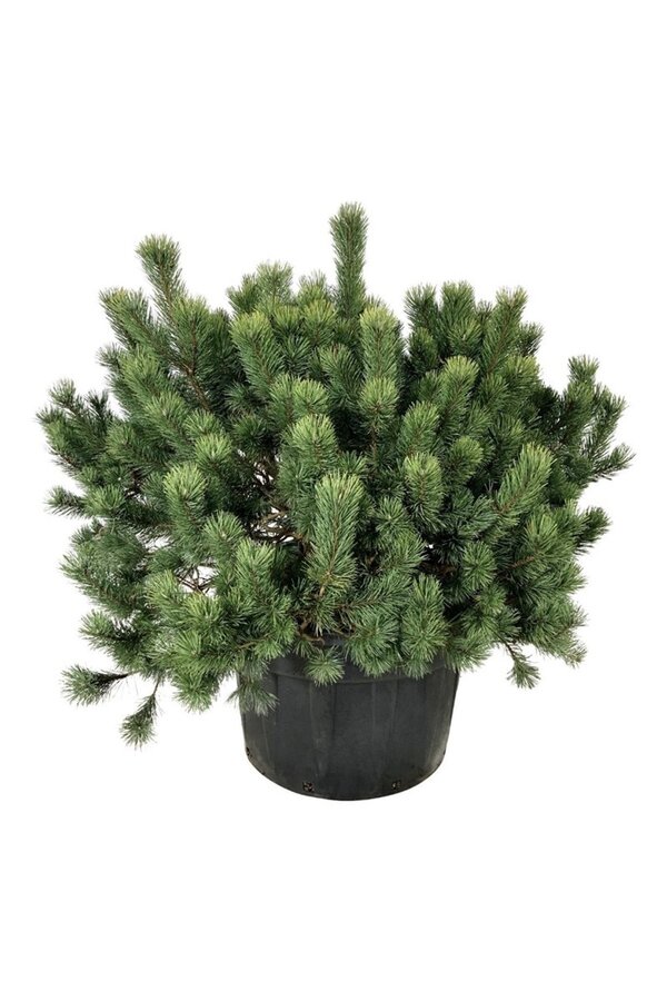 Bergkiefer Pinus mugo