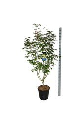 Ahorn Acer Arctic Jade ®