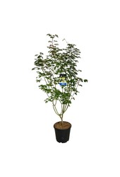 Ahorn Acer Arctic Jade ®