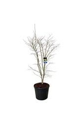 Ahorn Acer Arctic Jade ®