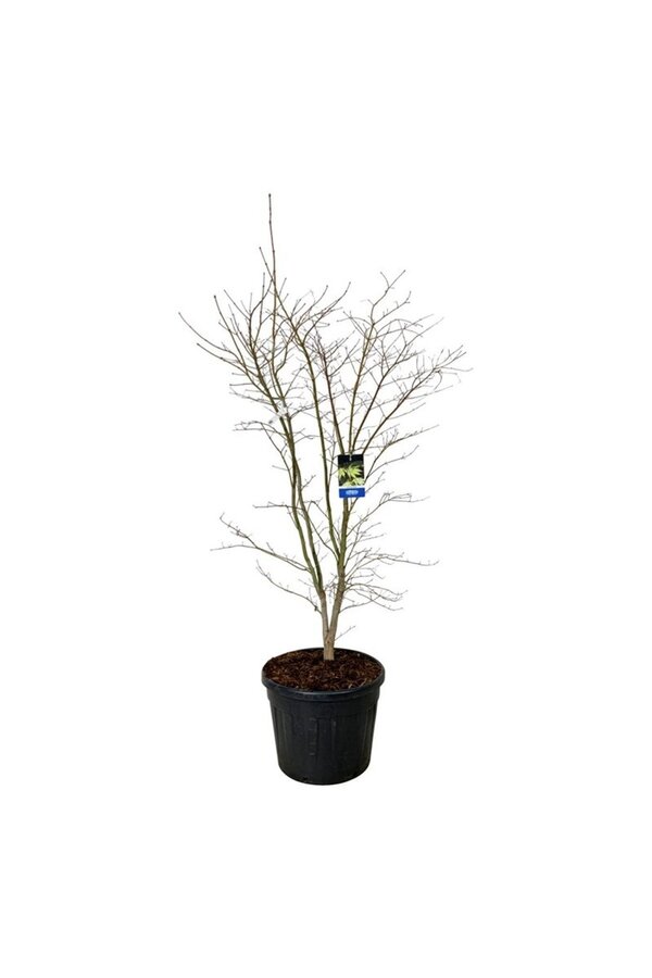 Ahorn Acer Arctic Jade ®