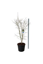 Ahorn Acer Arctic Jade ®
