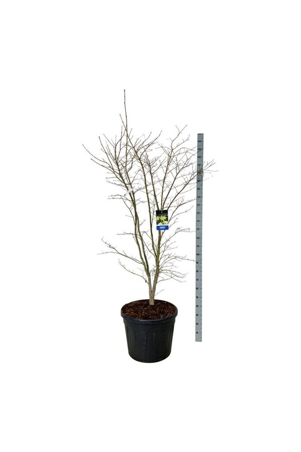 Ahorn Acer Arctic Jade ®
