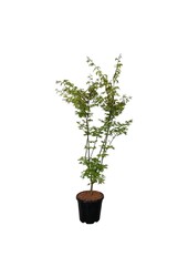 Ahorn Acer Summer Gold