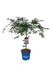 Ahorn Acer Ice Dragon ®