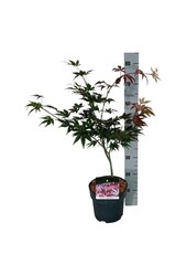 Ahorn Acer Atropurpureum