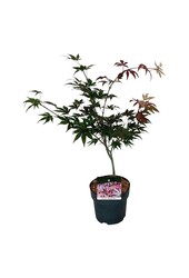 Ahorn Acer Atropurpureum