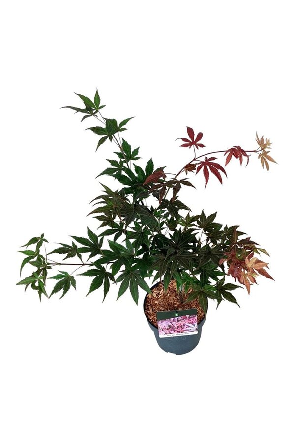 Ahorn Acer Atropurpureum