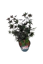 Ahorn Acer Bloodgood