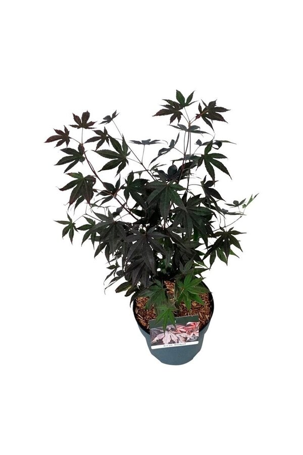 Ahorn Acer Bloodgood