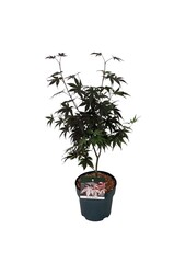 Ahorn Acer Bloodgood