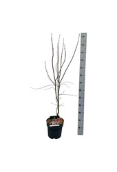 Ahorn Acer Bloodgood