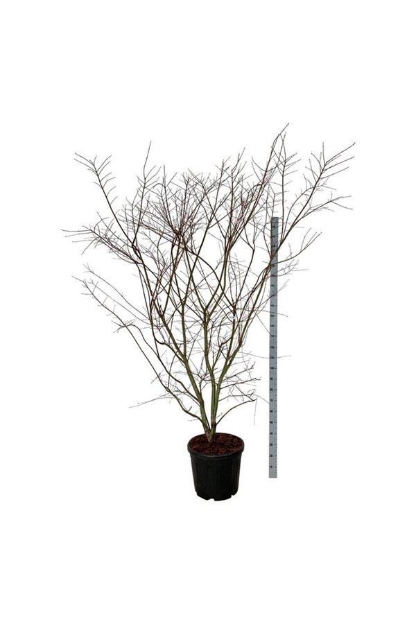 Ahorn Acer Brown Sugar