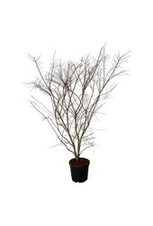 Ahorn Acer Brown Sugar