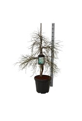 Ahorn Acer Dissectum
