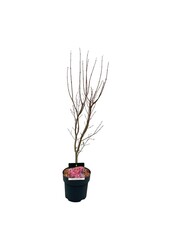 Ahorn Acer Skeeters Broom