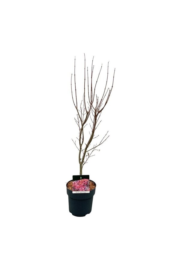 Ahorn Acer Skeeters Broom
