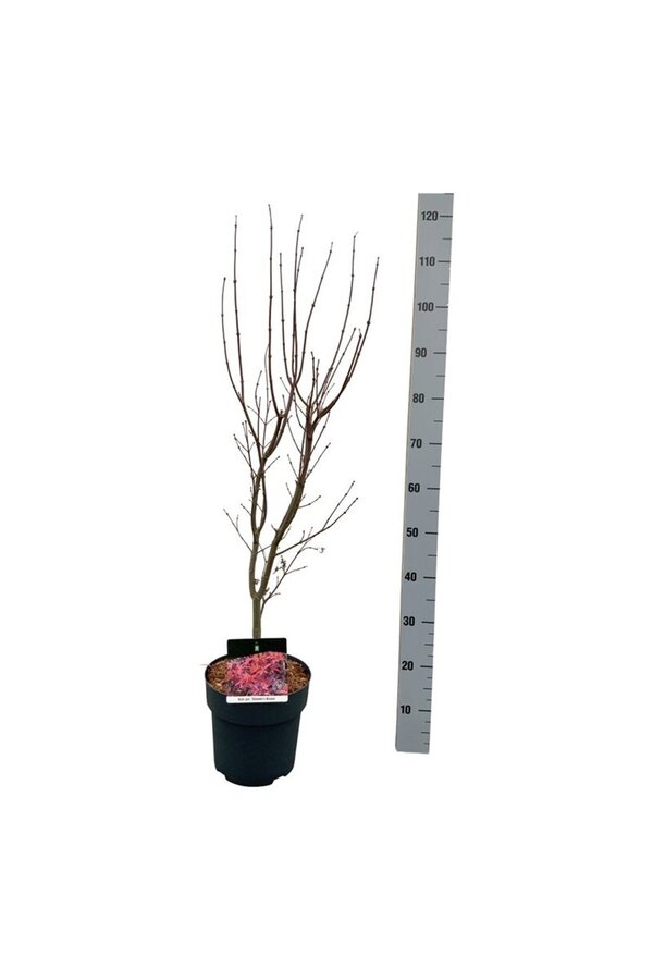 Ahorn Acer Skeeters Broom