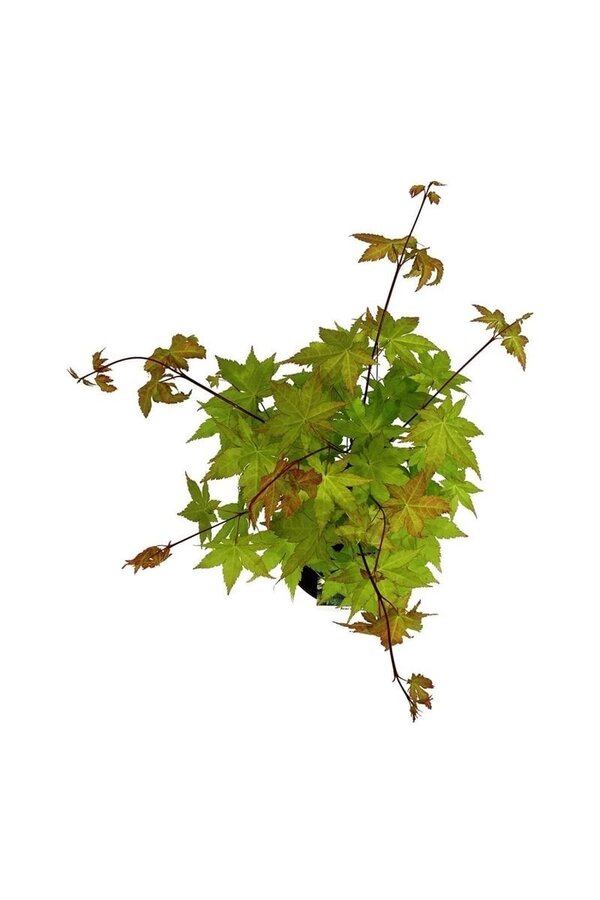 Ahorn Acer shirasawanum Jordan