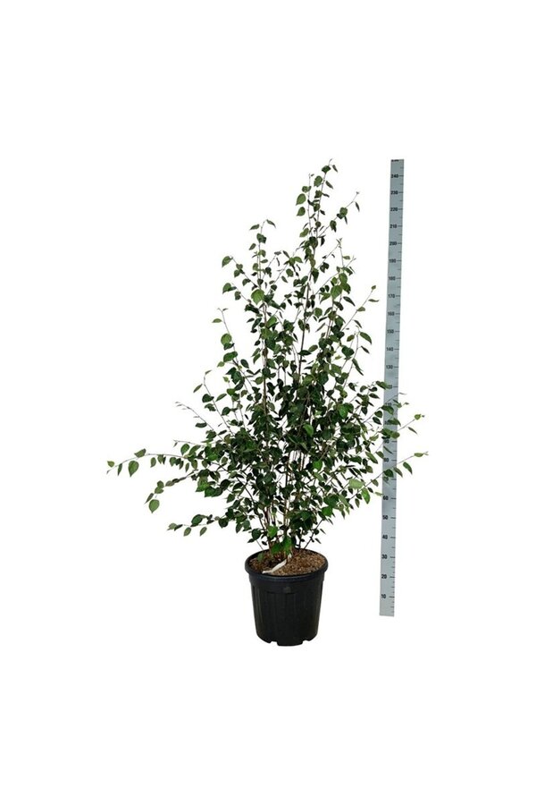 Birke Betula utilis jacquemontii