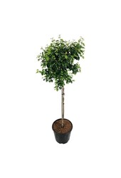 Birke Betula utilis Magical Globe