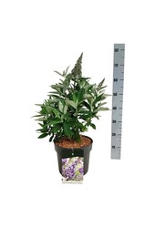 Schmetterlingsflieder Buddleja B. Candy Lila Sweeth.