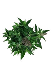 Schmetterlingsflieder Buddleja B. Candy Lila Sweeth.