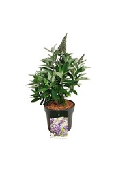 Schmetterlingsflieder Buddleja B. Candy Lila Sweeth.