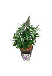 Schmetterlingsflieder Buddleja B. Candy Lila Sweeth.