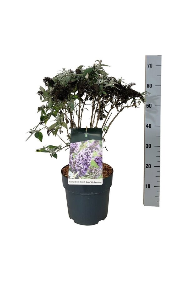 Schmetterlingsflieder Buddleja B. Candy Lila Sweeth.