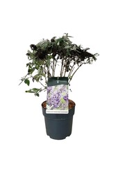 Schmetterlingsflieder Buddleja B. Candy Lila Sweeth.