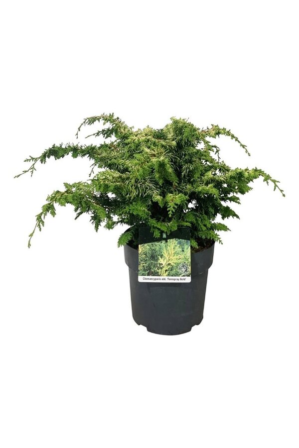 Chamaecyparis Fernspray Gold