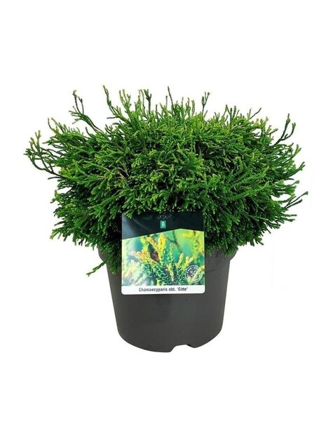 Chamaecyparis
