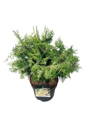 Chamaecyparis Lucas PBR