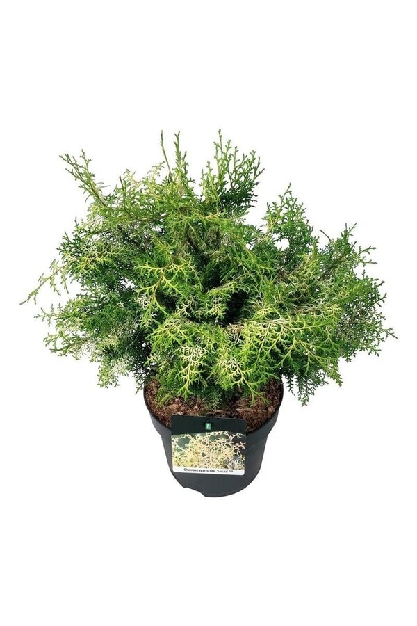 Chamaecyparis Lucas PBR