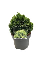 Chamaecyparis Nana Aurea