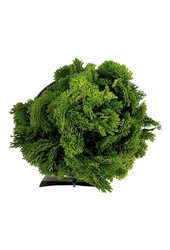 Chamaecyparis Nana Aurea