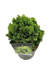 Chamaecyparis Nana Aurea