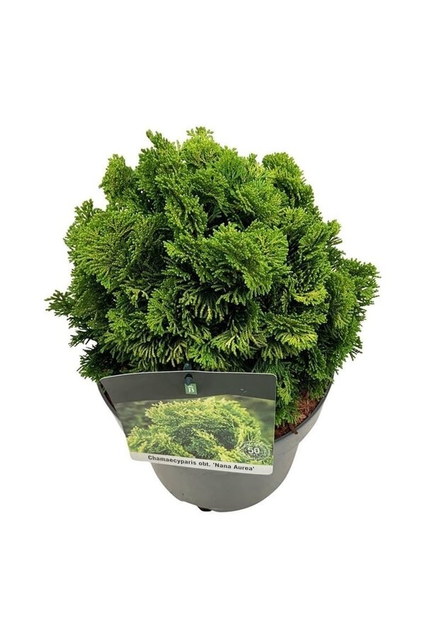 Chamaecyparis Nana Aurea